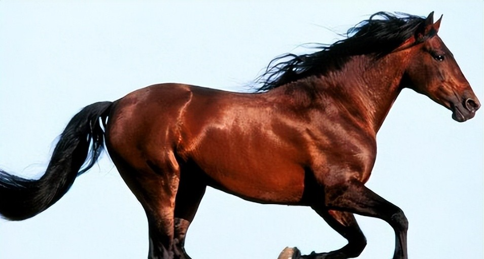 【冷百科】汗血寶馬爲何“汗如血”？還有，他們真的是好馬嗎？