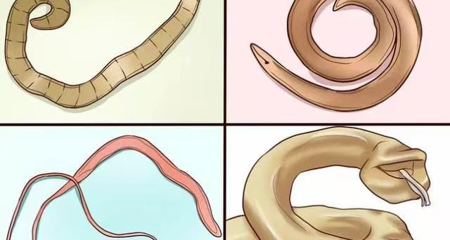 ⚡人类常见寄生虫，你了解多少❓⚡