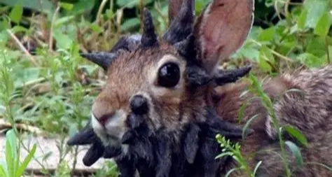 【都市傳說】長着人牙的兔子