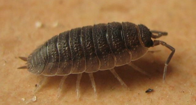 【冷百科】有没有陆地生物是靠鳃呼吸的呢？