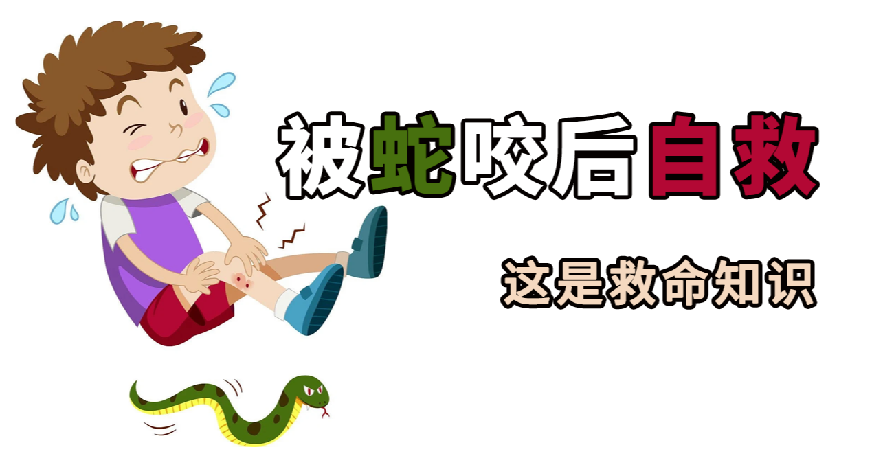 夏天被蛇咬，沒有血清怎麼辦，救命知識 你得會！