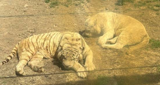在山西必須午睡！動物園的動物也不例外！