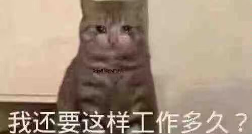 在现场，我是那个摄像头《不要喂食猴子》