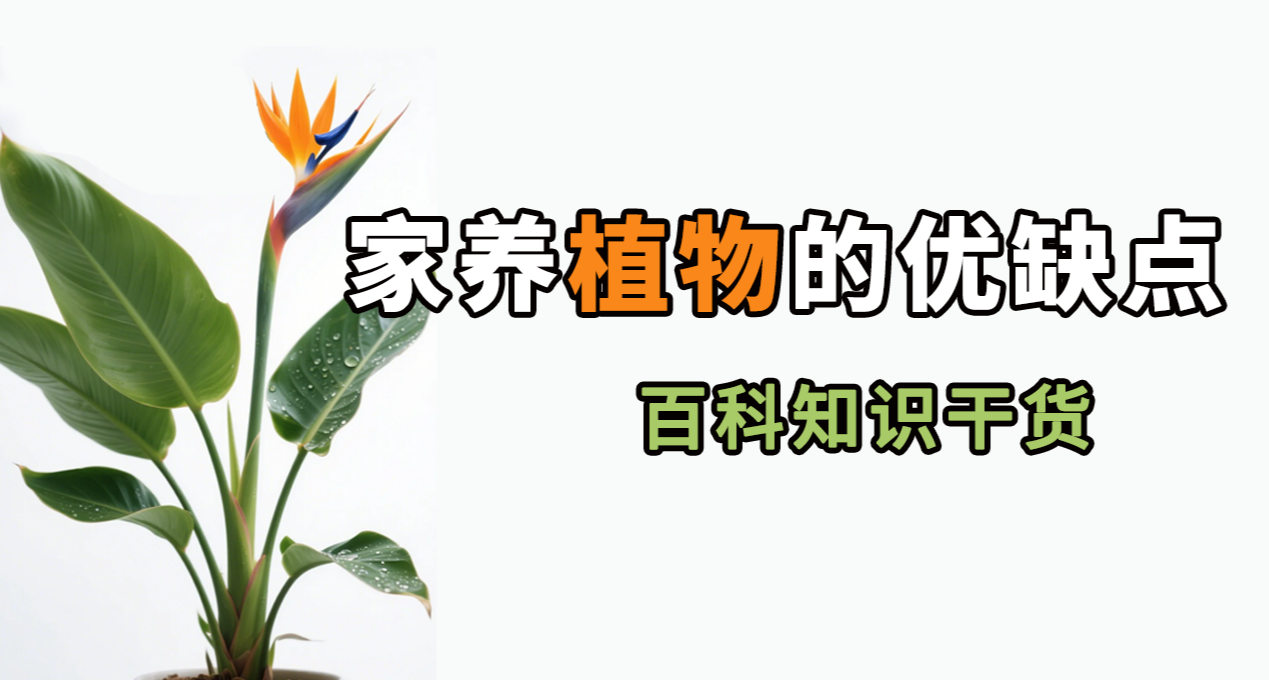 家裏常見植物哪些能養，哪些不能養，這些知識你得記！