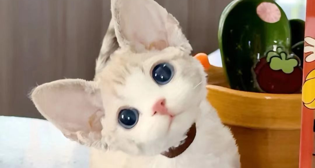 有獎徵集貓貓名字