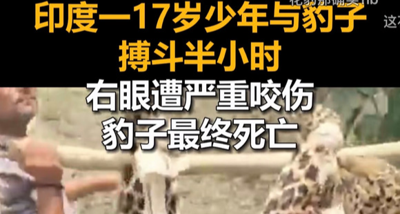 印度一17岁少年与豹子搏斗半小时手部眼睛受伤，豹子重伤最终死亡