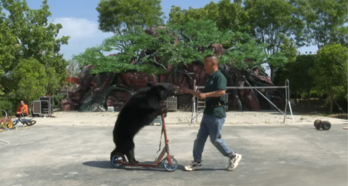 動物園年薪10萬招黑熊扮演者，神仙崗位引熱議