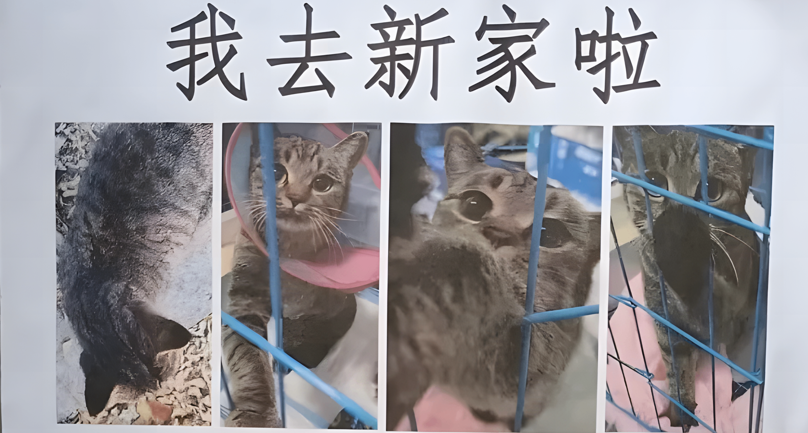 一张登上语文试卷的告示，撕开了中国流浪猫最扎心的真相