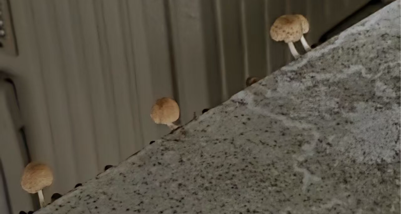 大雨過後，阿狗家陽臺上長蘑菇了…