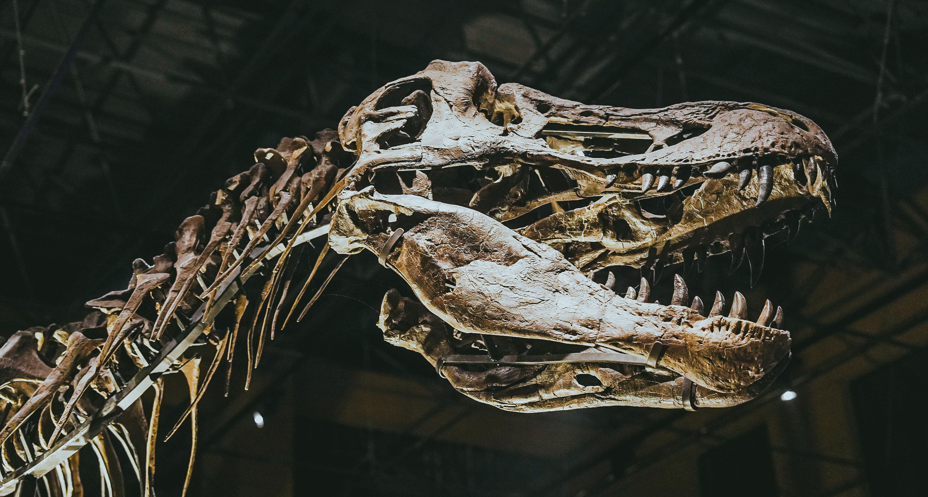 🦖霸王龍骨架化石首次在中國大陸展出 | 恐龍大集合Plog📷
