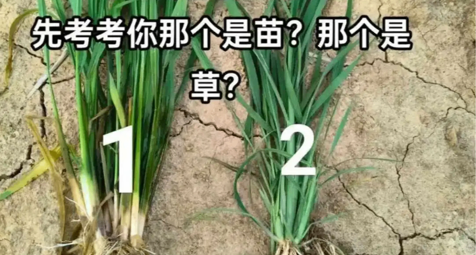 假期回乡的我：城巴佬 因为不认得草和苗。杏子：我来教你！