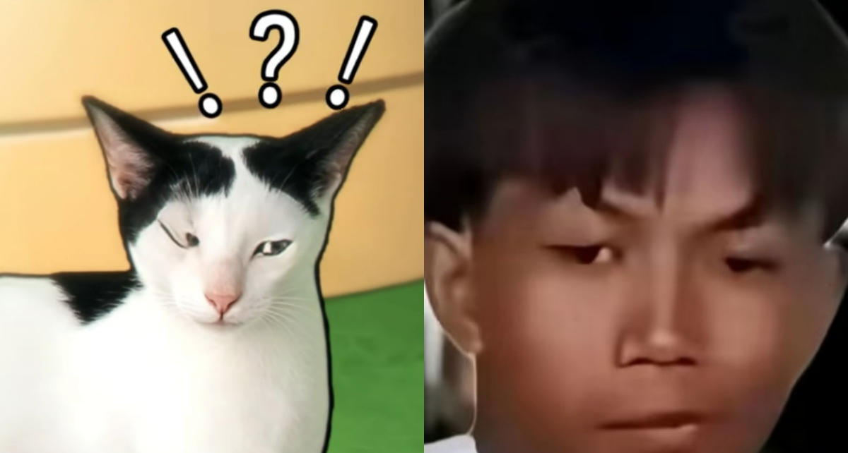 爆火后赛博永生的【王之蔑视奶牛猫】：开蛋宰派对不叫我?