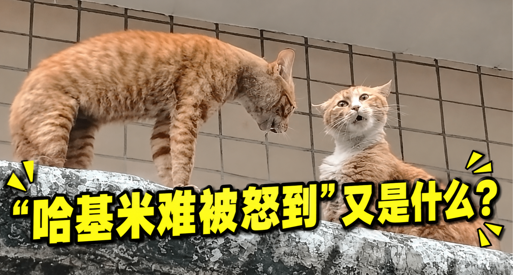 這你哈我？這幾天刷屏的“哈基米難被怒到”竟是高人指點改的名？