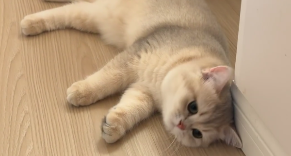 撸猫解压不是玄学！日本新研究证实：人和猫存在激素双向联动